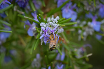 Obraz premium Apis mellifera. Salvia rosmarinus. Ape posata su giore di rosmarino.