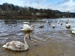 A lot of wild swans on the river
