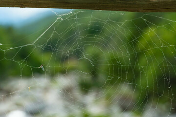 Tela de araña con insecto atrapado en naturaleza