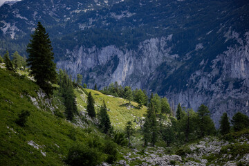 Fototapeta premium Fir trees on the mountains of the Austrian Alps - travel photography
