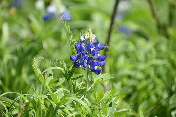 Texas Wildflower Bluebonnets in Feild