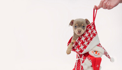 Chihuahua puppy. puppy looks into the camera. Christmas present. Little puppy in a Christmas boot. Close-up. Banner. Plenty of space for text