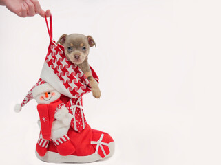 Chihuahua puppy. puppy looks into the camera. Present a puppy for Christmas. Little puppy in a Christmas boot