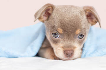 Chihuahua puppy. The puppy looks into the camera. The puppy lies under the blanket on the bed. Macro.