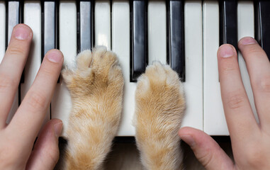 Children's hands on the piano keys. Cat's paws on keyboards. View from above