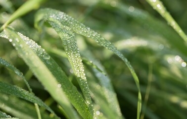 Water drops on a grass, dew on grass green background.