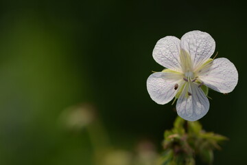 Cranesbills white flower closeup, geranium wild flowers on green bokeh background, floral background with copy space.