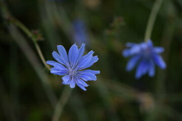 Fototapeta premium Common chicory flowers on wild meadow.