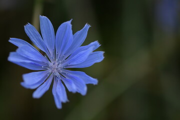 Common chicory blue flower closeup.