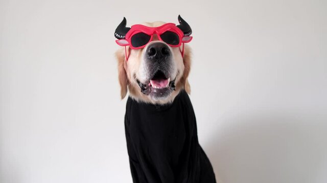 Dog in a funny halloween costume. Golden retriever in a devil costume for a holiday sits on a white background.