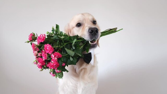 The dog holds a bouquet of roses in his mouth. Golden Retriever in a bow tie sits on a white background with flowers. Postcard for birthday, wedding, valentine's day, eighth of march.