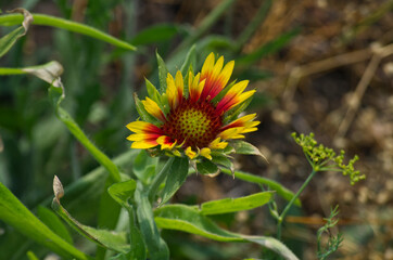 A Blanket Flower Blooming in Summer