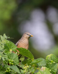 Chestnut-tailed starling or grey-headed starling or grey-headed myna .