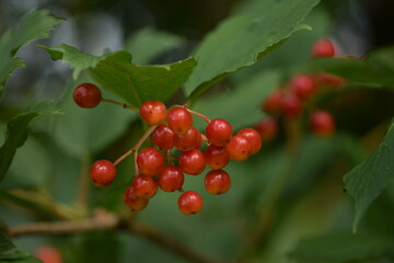 Viburnum ripening fruits on branch.