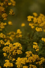 Tansy flowers on wild meadow.