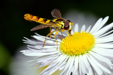 Long hoverfly // Gewöhnliche Langbauchschwebfliege (Sphaerophoria scripta)