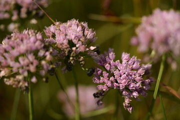 Pink wild garlic flowers in summer meadow.