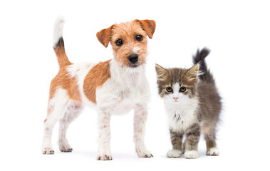 kitten and puppy stand together on a white background