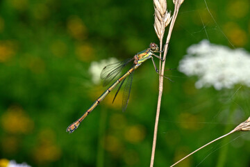 Willow emerald damselfly // Gemeine Weidenjungfer (Chalcolestes viridis)