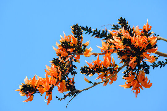 Butea monosperma flower
