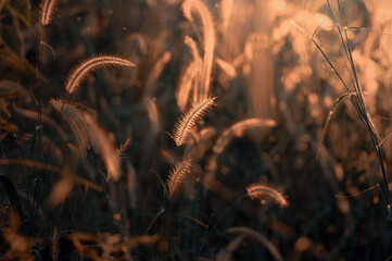 long grass flowers at sunset