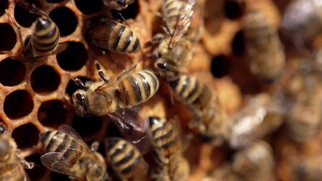 Busy honey bees on honeycomb. Bee colony crawling on honey cells on frame. Honey insects fluttering wings. Macro shot.