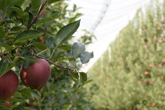 Apple orchard under anti hail nets, summer orchard with red ripening apples, apple closeup bokeh orchard background.