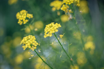 photo background yellow twigs and flowers with bokeh field summer