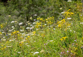 Wildblumenwiese