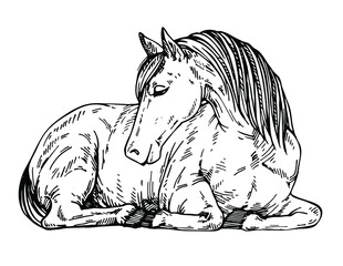  Sketch Cute horse lying down. Pony at rest. Ink hand drawn illustration