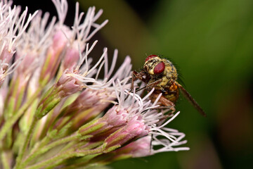 Fliege (Phaonia spec.) an Wasserdost // Fly on a hemp-agrimony
