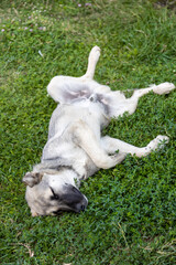 Funny stray dog sleeping on the grass