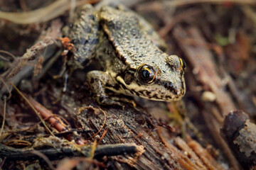 Small frog close-up, sitting on the bark of a log
