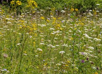 Obraz premium Wildblumenwiese