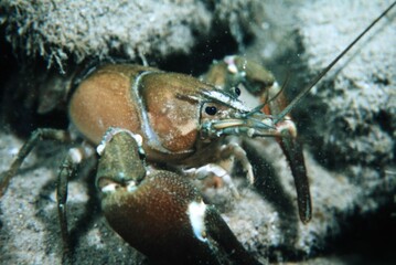 Freshwater Crayfish Hiding in a Rocky Crevice