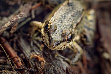 Small frog close-up, sitting on the bark of a log