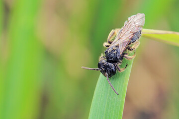 A bee sleeps on a blade of grass early in the morning