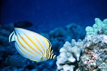 Fototapeta na wymiar Butterfly Fish Eating Coral from a Coral Reef