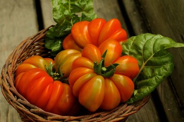Fototapeta na wymiar Harvest of heirloom tomatoes, Italian variety 