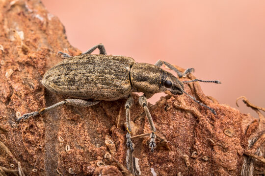 The beetle is a weevil in natural conditions. Grass and tree bark