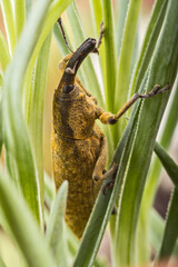 The beetle is a weevil in natural conditions. Grass and tree bark