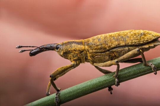 The beetle is a weevil in natural conditions. Grass and tree bark