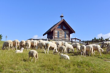stado owiec, wypasanie zwierząt na łące, barany, owce, wypas, redyk,  - obrazy, fototapety, plakaty