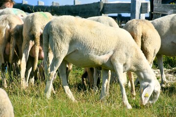 Obraz na płótnie Canvas stado owiec, wypasanie zwierząt na łące, barany, owce, wypas, redyk, 