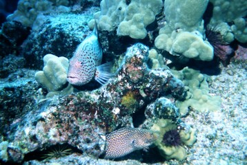 Naklejka na ściany i meble A Coral Hawkfish and a Spotted Moray Eel Hunting Together on a Coral Reef