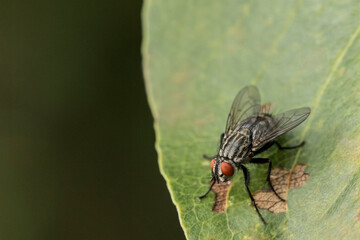 A fly is sitting on a leaf in close-up. Macrophotography of an insect fly in its natural...