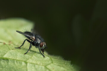 A fly is sitting on a leaf in close-up. Macrophotography of an insect fly in its natural environment.
