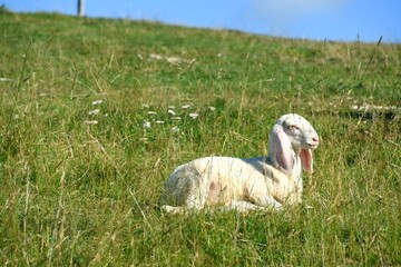 stado owiec, wypasanie zwierząt na łące, barany, owce, wypas, redyk,  © Albin Marciniak