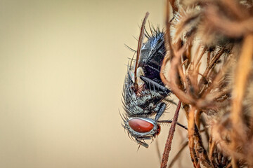 A fly is sitting on a leaf in close-up. Macrophotography of an insect fly in its natural...