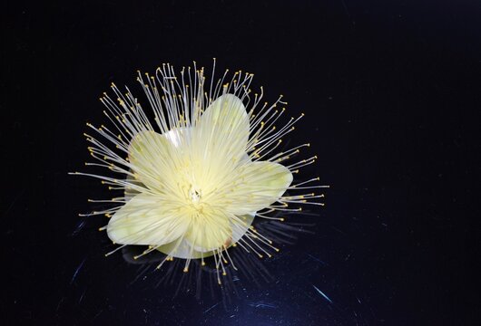 flor de pequi na noite